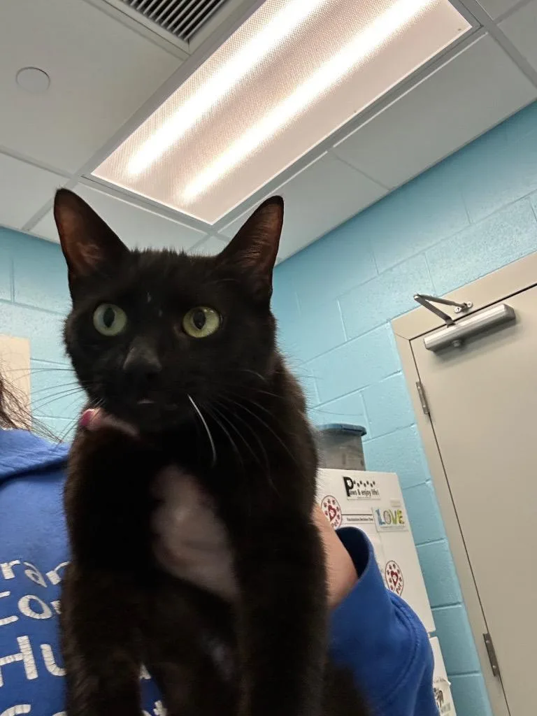 An adult medium-sized female Black Domestic Short Hair cat named Fern for adoption in Frankfort, KY
