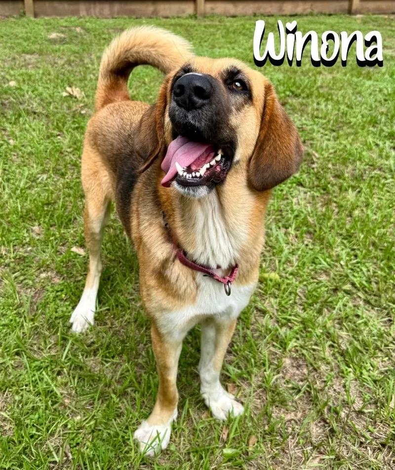 A young large-sized female Foxhound dog named Wynonna for adoption in Magnolia, TX