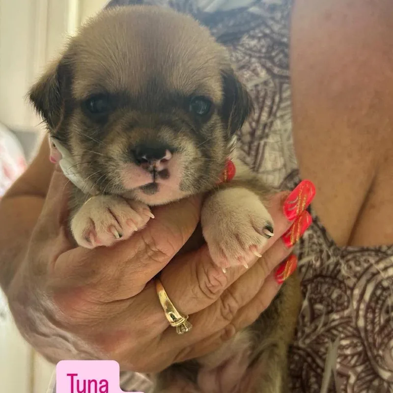 Tuna