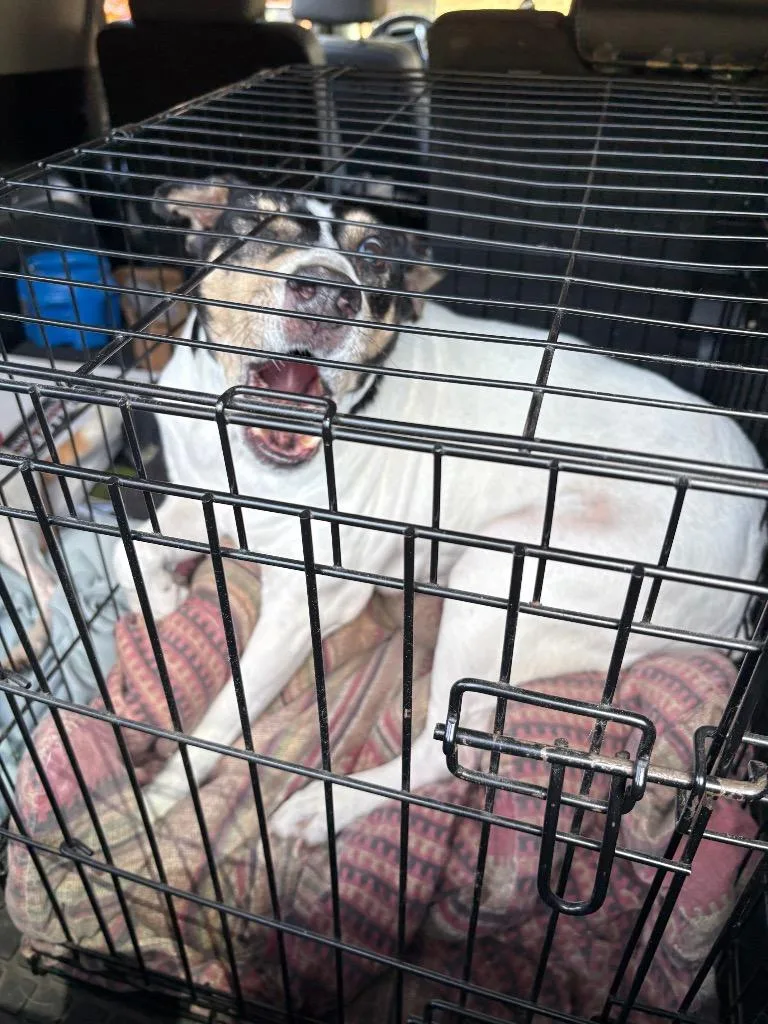 A senior medium-sized female Fox Terrier dog named Daisy for adoption in Mocksville, NC