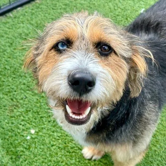 A young medium-sized female Brown / Chocolate Poodle dog named Nova for adoption in Matteson, IL