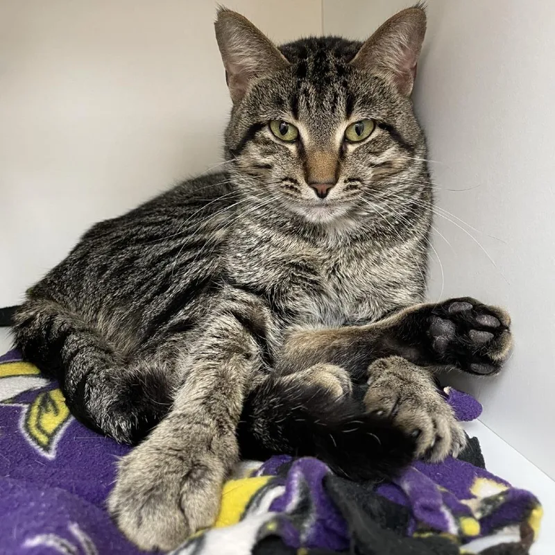 An adult medium-sized male Brown / Chocolate Domestic Short Hair cat named Chicken Nugget for adoption in Champaign, IL
