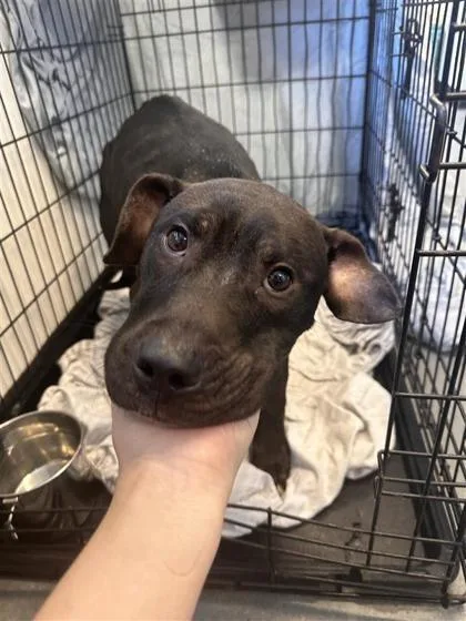 An adult medium-sized male Mixed Breed dog named BamBam for adoption in West Chester, PA