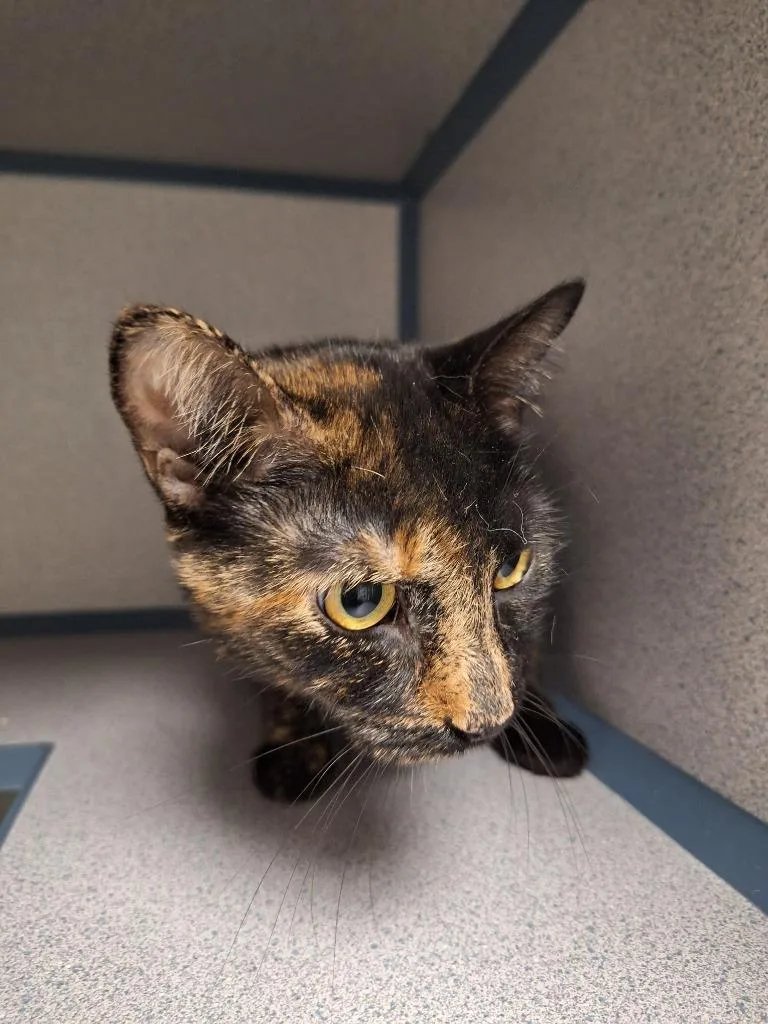 A young medium-sized female Domestic Short Hair cat named Little Bit for adoption in Liverpool, NY