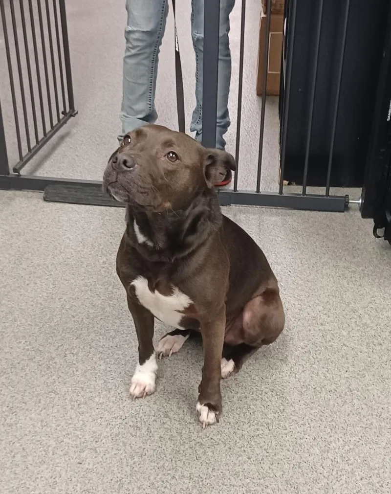 A young medium-sized female Pit Bull Terrier dog named Sunshine for adoption in Fremont, OH
