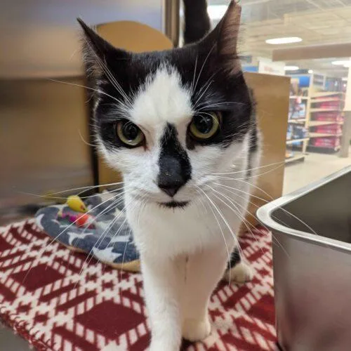 A young medium-sized female Domestic Short Hair cat named Persephone for adoption in Seven Valleys, PA