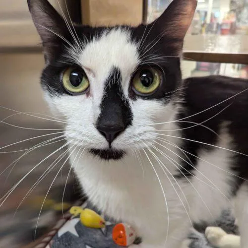 Persephone thumbnail 2