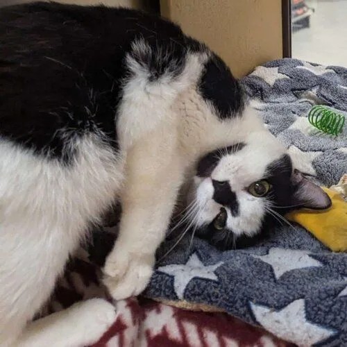 Persephone thumbnail 3