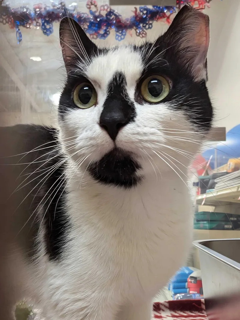 Persephone thumbnail 4