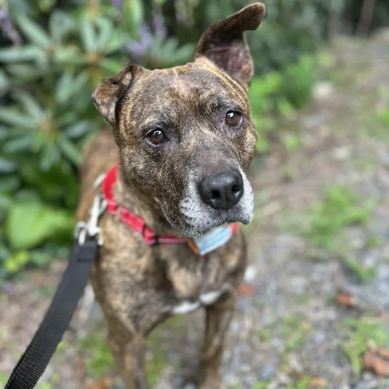 A senior large-sized female Brown / Chocolate Mixed Breed dog named Lulu for adoption in Spruce Pine, NC