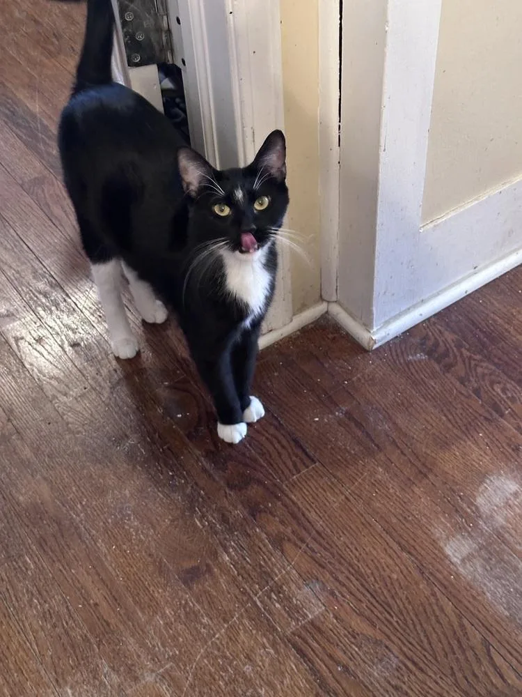 A young small-sized male Black & White / Tuxedo Domestic Short Hair cat named Sylvester for adoption in Chicago, IL