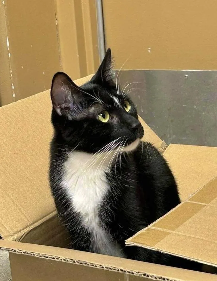 Sylvester thumbnail 2