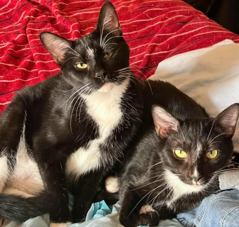 Sylvester thumbnail 3