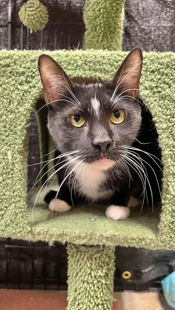 Sylvester thumbnail 4