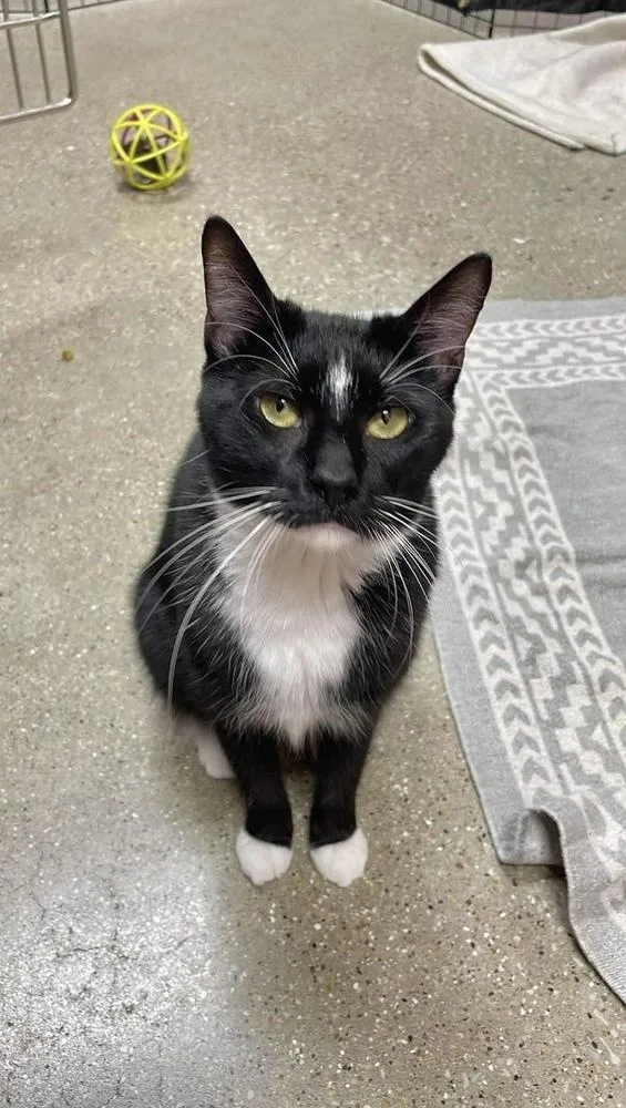 Sylvester thumbnail 5