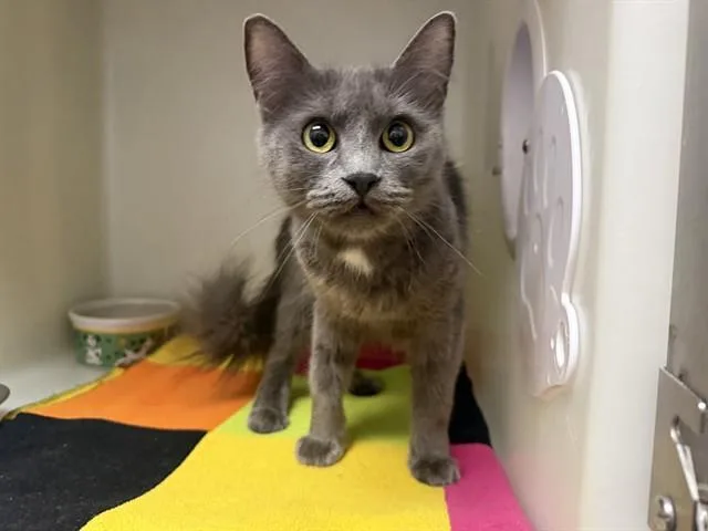 A young small-sized female Domestic Medium Hair cat named Stormy for adoption in McKinleyville, CA
