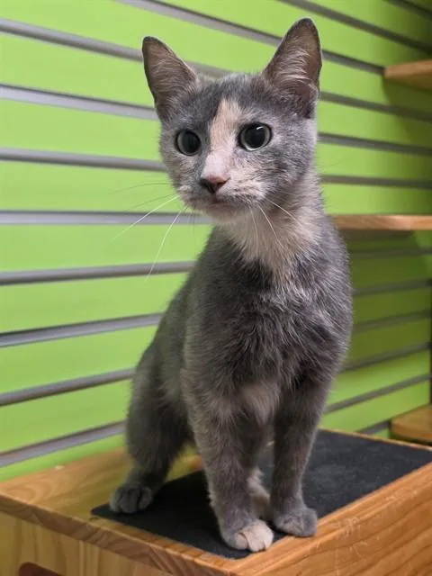 A young small-sized female Domestic Short Hair cat named Kiki for adoption in Saint Peters, MO