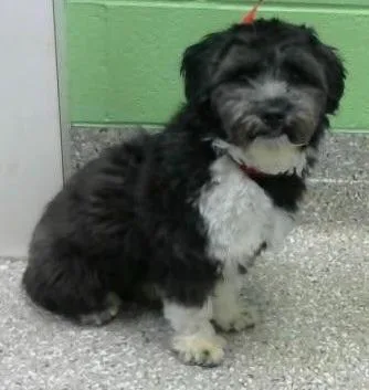 An adult small-sized male Lhasa Apso dog named Tux for adoption in Manchester, TN