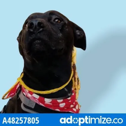 An adult medium-sized male Black Pit Bull Terrier dog named Midnight for adoption in El Paso, TX