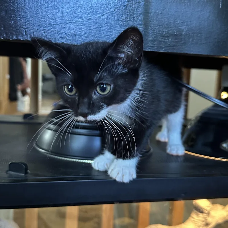 A baby medium-sized female Black & White / Tuxedo Domestic Short Hair cat named Celsius Energy for adoption in Richmond, VA