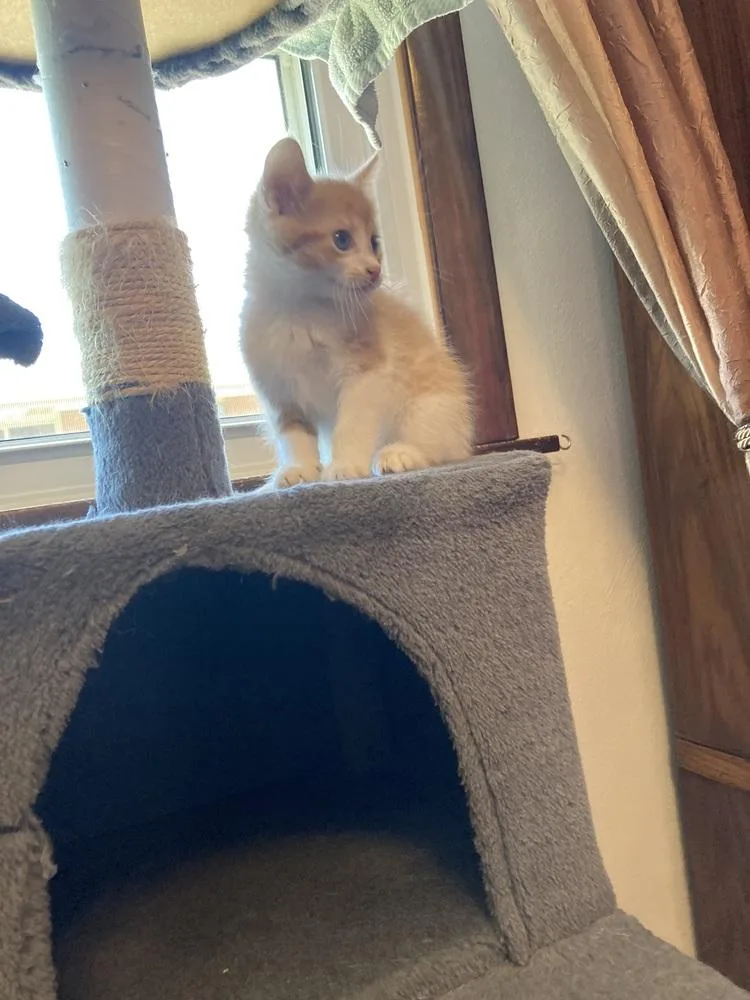 A baby small-sized female Orange & White Domestic Short Hair cat named Bourbon for adoption in New Cumberland, WV