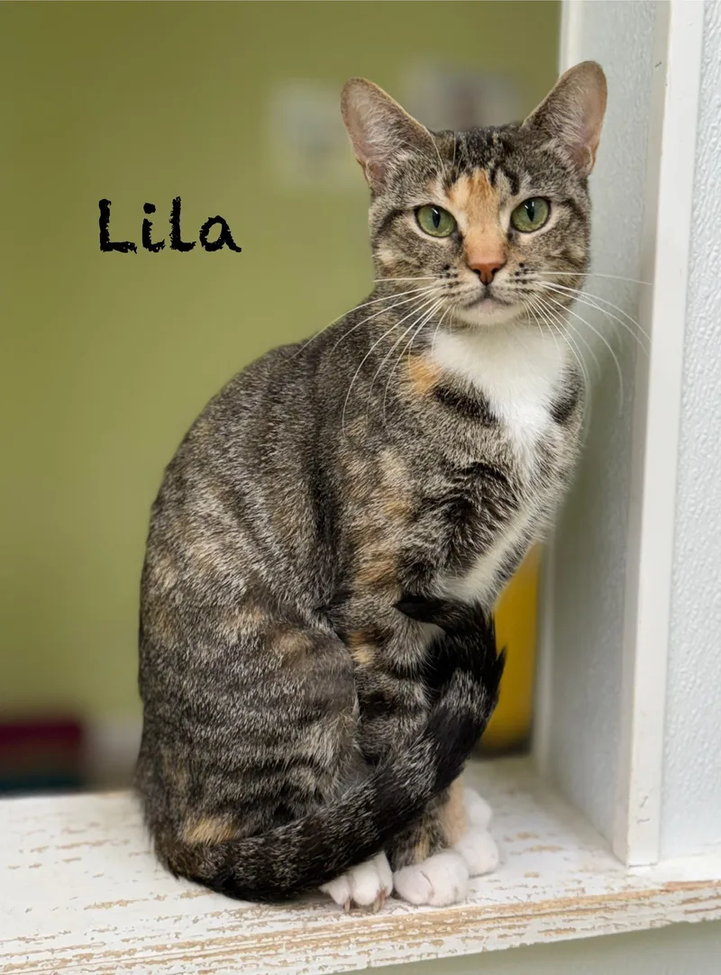 An adult medium-sized female Calico Domestic Short Hair cat named Lila for adoption in Pawleys Island, SC