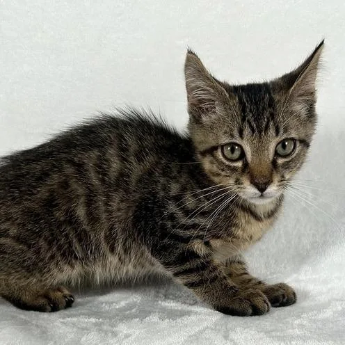 A baby small-sized male Brown / Chocolate Domestic Short Hair cat named Sherman for adoption in Johnson City, TN