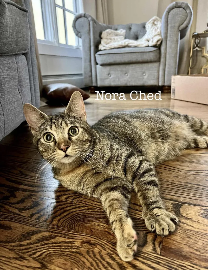 A young medium-sized female Tabby (Tiger Striped) Domestic Short Hair cat named Nora Ched & Naomi for adoption in Staten Island, NY