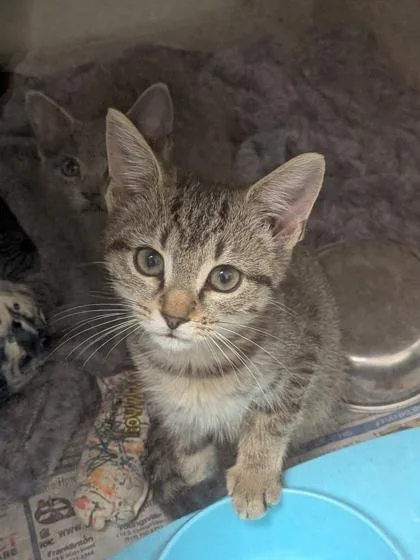 A baby small-sized female Domestic Short Hair cat named Louise for adoption in Louisburg, NC