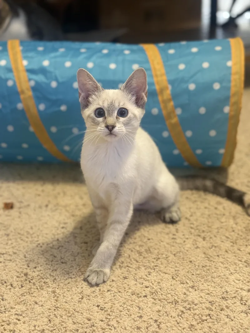 A baby medium-sized female Blue Point Domestic Short Hair cat named Thelma for adoption in Magnolia, TX