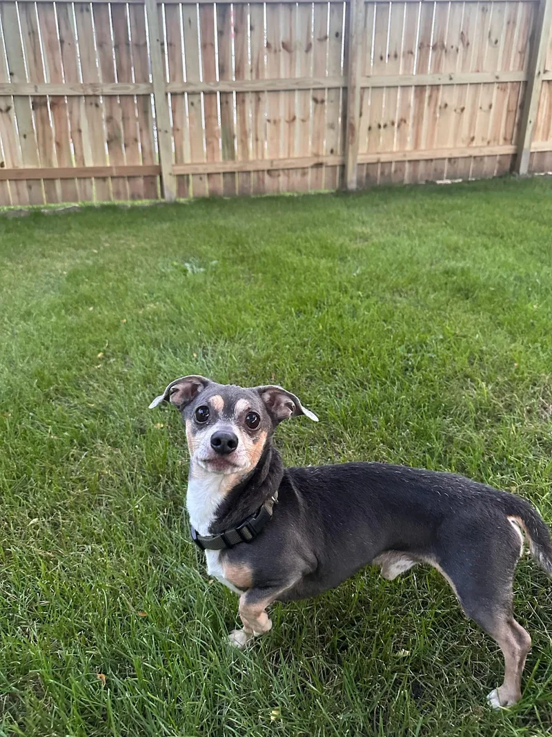 An adult small-sized male Gray / Blue / Silver Dachshund dog named Smitty for adoption in Lima, OH