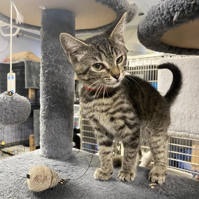 A baby small-sized male Black Domestic Short Hair cat named Carson for adoption in Falls Church, VA
