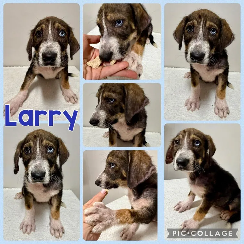 A baby medium-sized male Black Mixed Breed dog named Larry for adoption in Opelika, AL