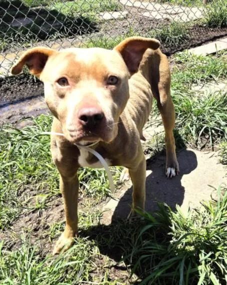 An adult medium-sized female Staffordshire Bull Terrier dog named Daisy for adoption in Houston, TX