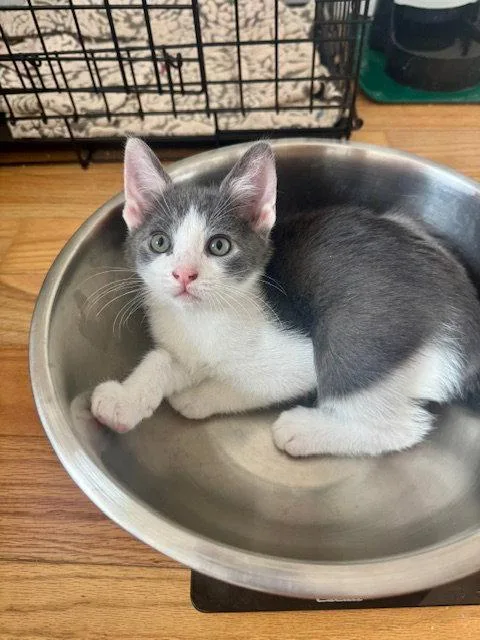 A baby small-sized male Gray & White Domestic Short Hair cat named Dublin for adoption in Philadelphia, PA