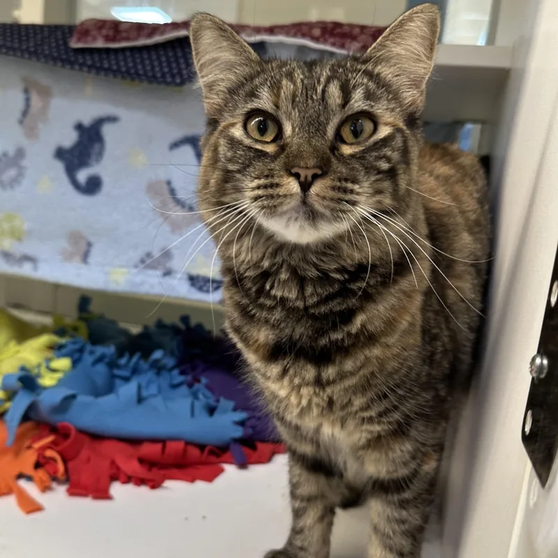 A baby small-sized female Torbie Domestic Short Hair cat named Raccacoonie for adoption in Manassas, VA