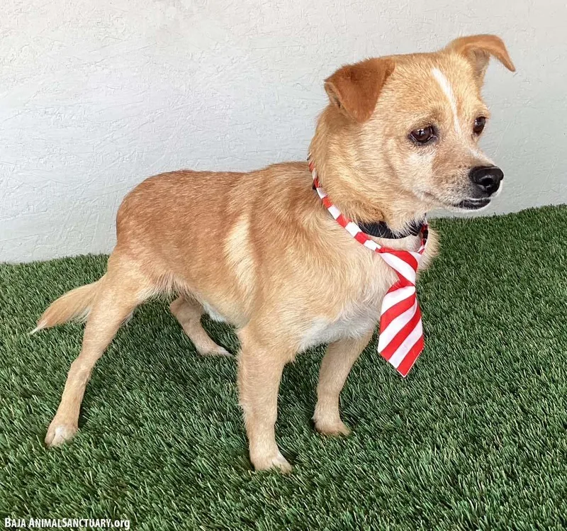 A young small-sized male Yellow / Tan / Blond / Fawn Corgi dog named Chauncey for adoption in San Diego, CA