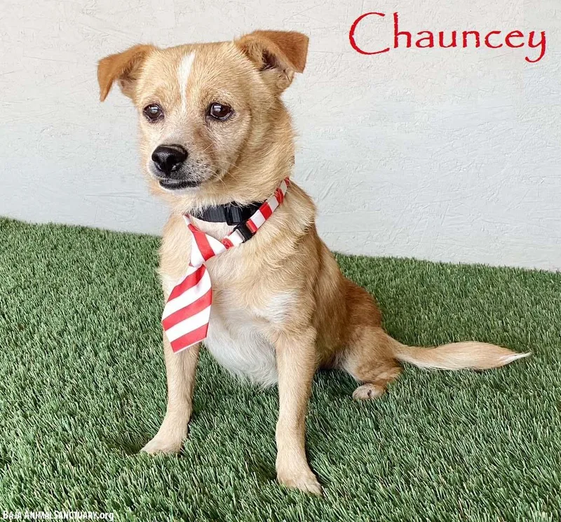 Chauncey thumbnail 3