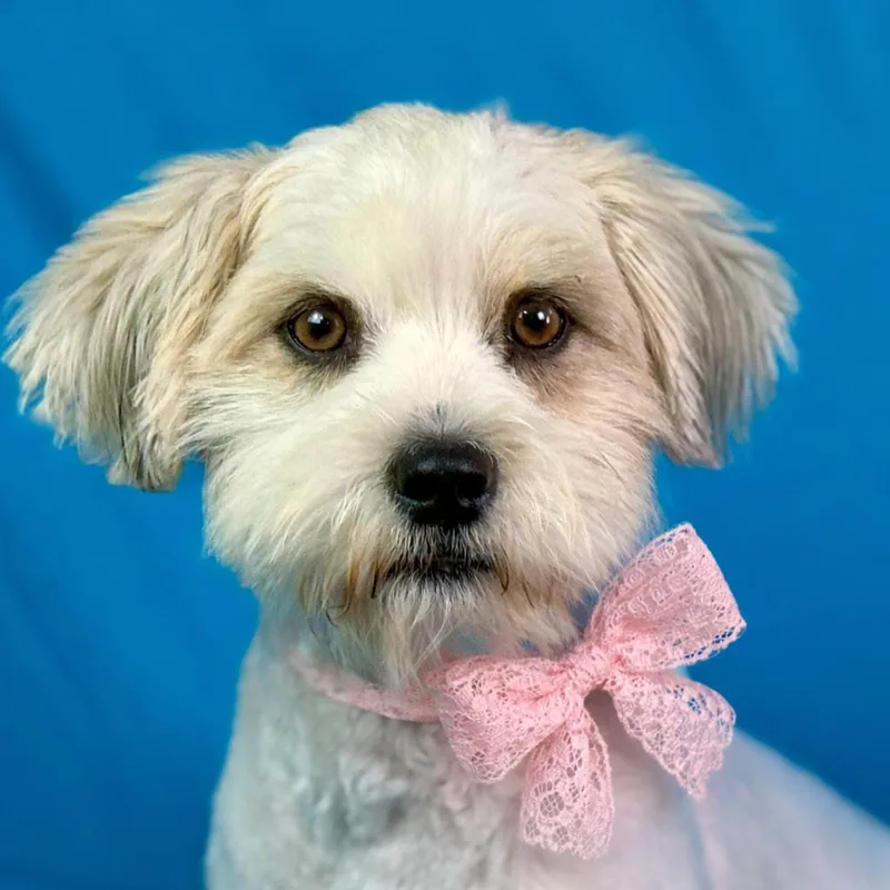 Ruffles: From Matted To