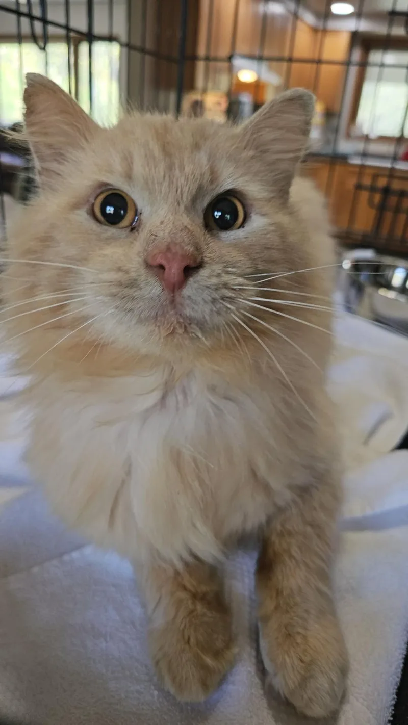 An adult medium-sized male Buff / Tan / Fawn Domestic Long Hair cat named Tango for adoption in Pardeeville, WI