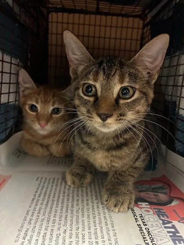 A baby small-sized male Domestic Short Hair cat named Yura Of The Hair for adoption in Austin, TX