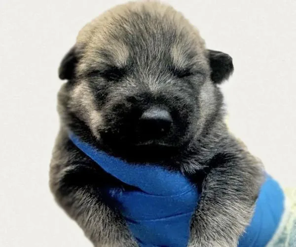 A baby small-sized male German Shepherd Dog dog named Linkin for adoption in Tucson, AZ
