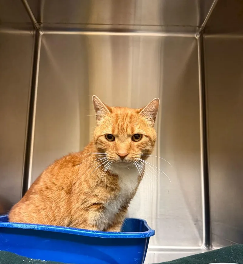 An adult large-sized male Domestic Short Hair cat named Lenny for adoption in Thayne, WY