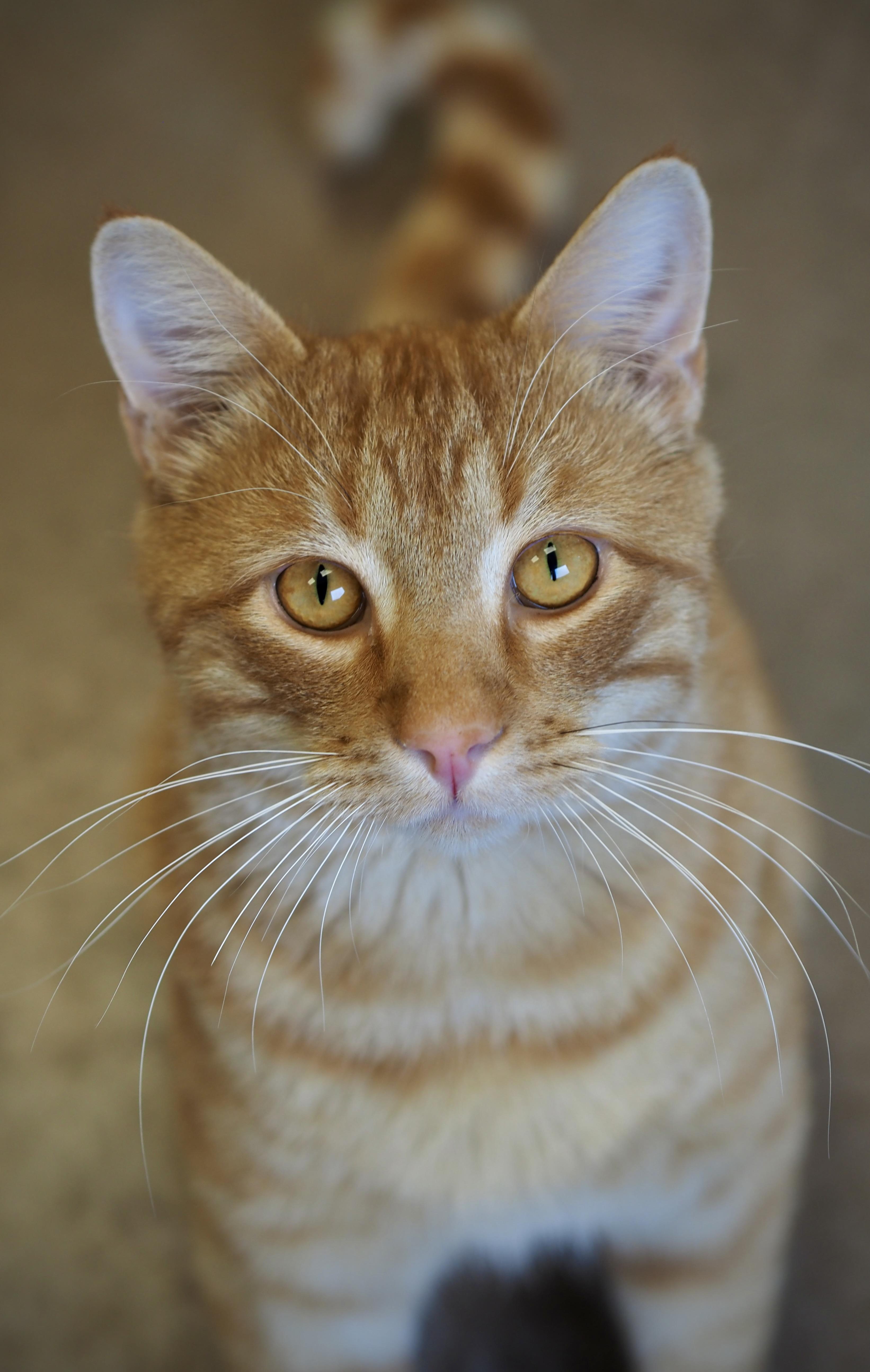 An adult medium-sized male Tabby (Orange / Red) Domestic Short Hair cat named Dexter for adoption in Buena Vista, CO