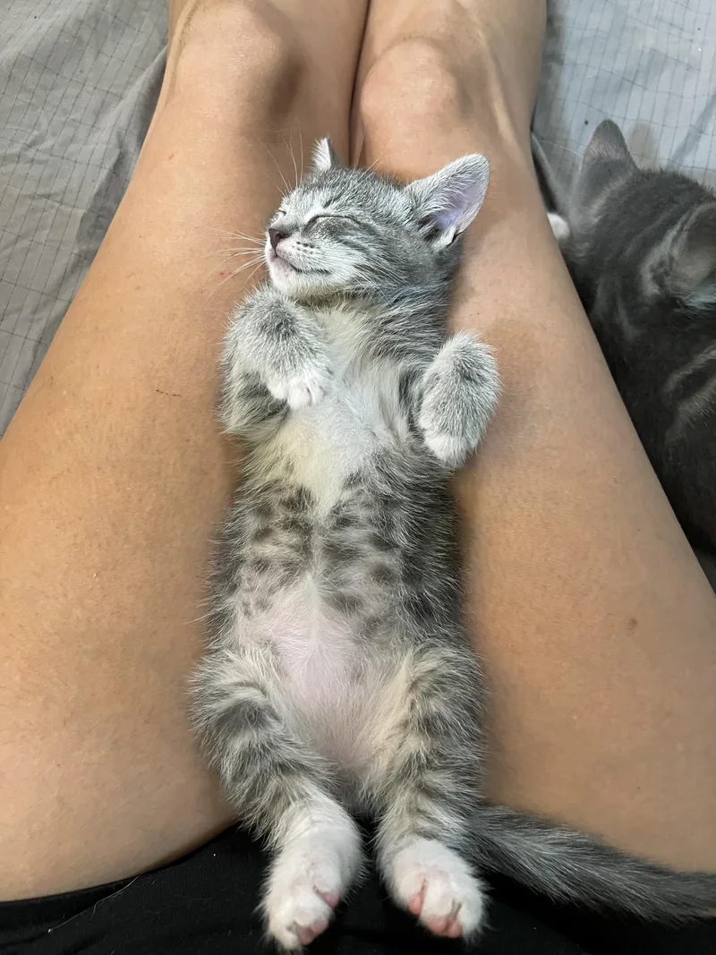 A baby medium-sized female Tabby (Gray / Blue / Silver) Domestic Short Hair cat named Hester for adoption in Marion, NC