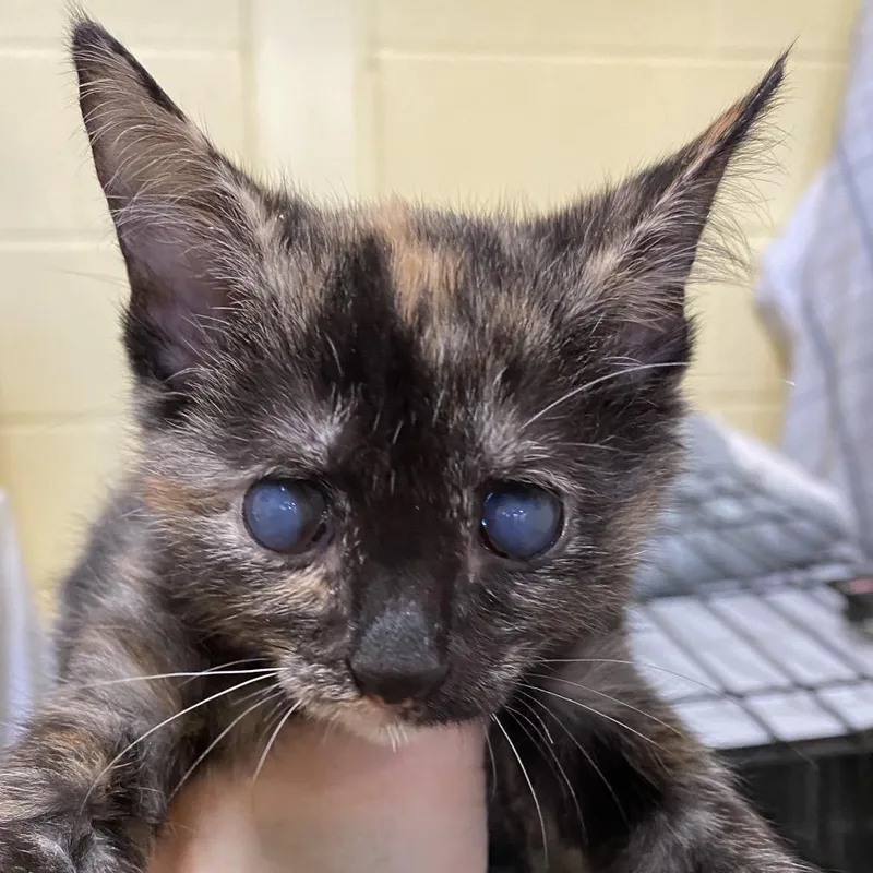 A baby small-sized female Calico Domestic Short Hair cat named Martha Stewart for adoption in Lynchburg, VA