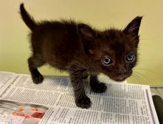 A baby small-sized female Domestic Short Hair cat named Cepha for adoption in Tustin, CA