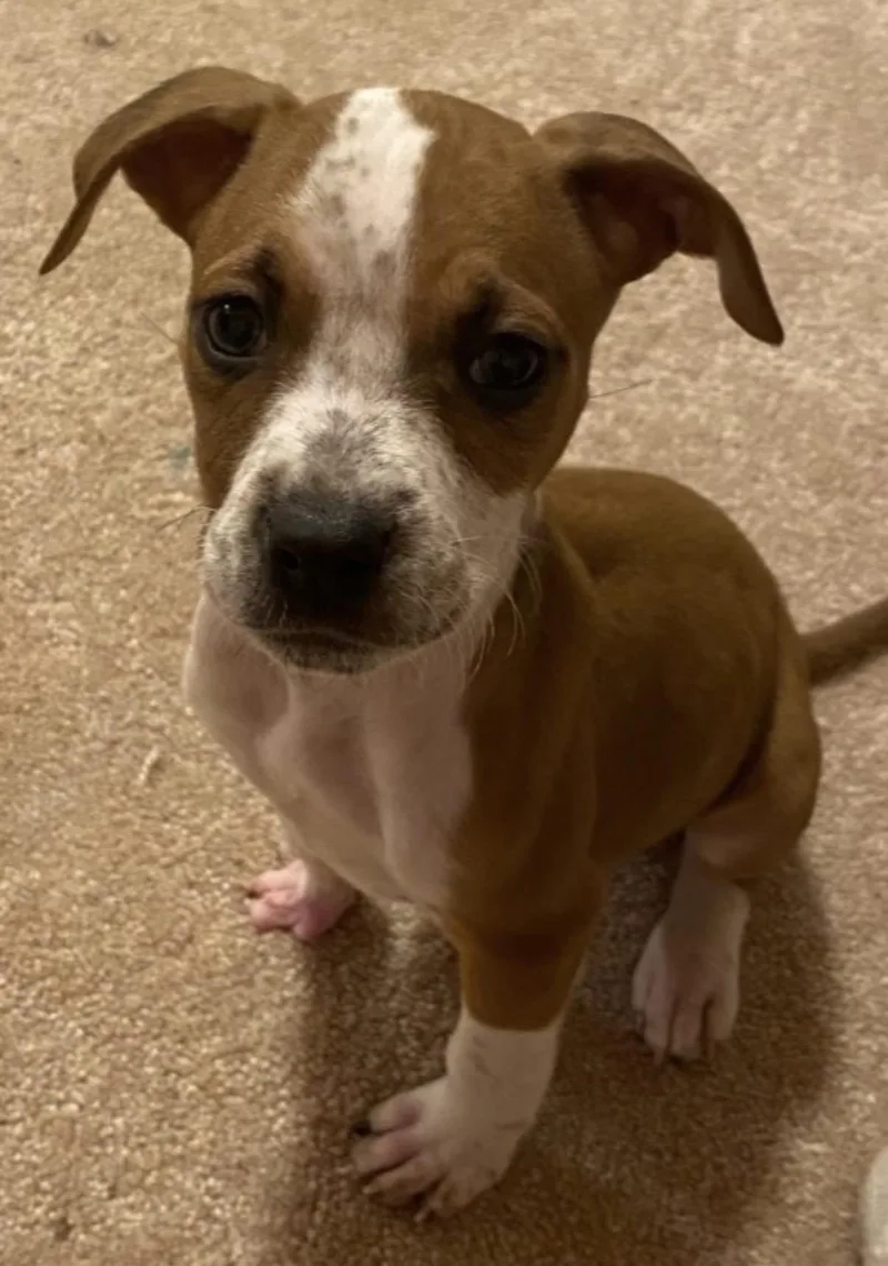 A baby medium-sized female Apricot / Beige Boxer dog named Trina for adoption in Hamilton , NJ