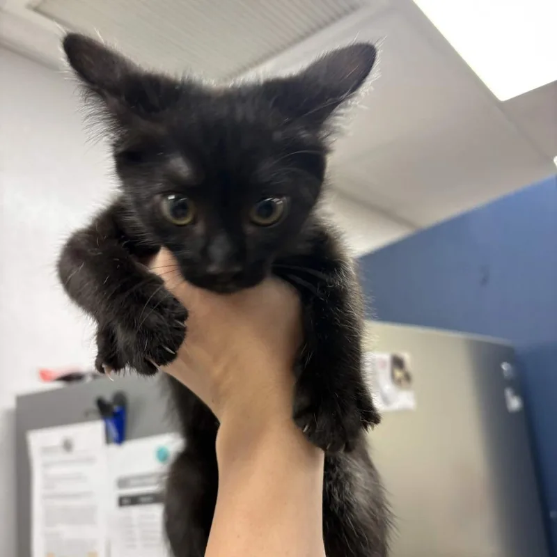 A baby small-sized female Black Domestic Short Hair cat named Raven for adoption in Beaumont, TX