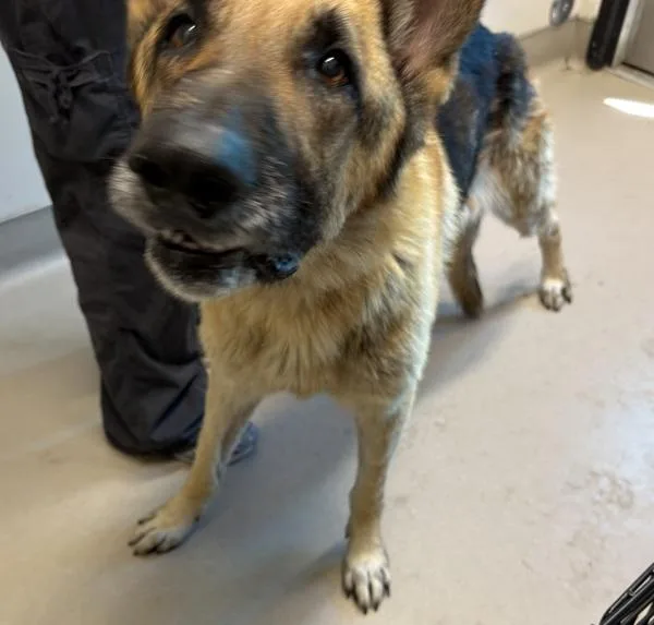An adult large-sized male German Shepherd Dog dog named Colossuraptor for adoption in El Cajon, CA